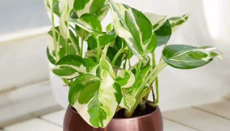 easy ideas to grow money plant at home in tamil mks