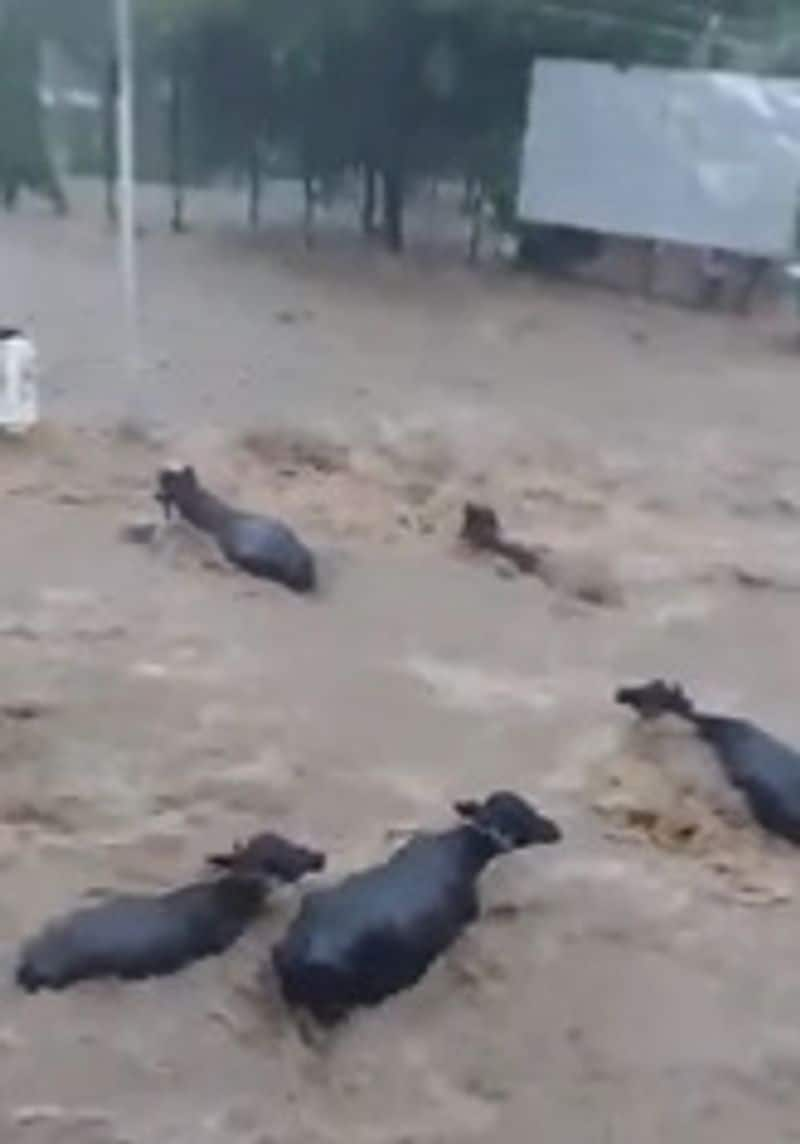 Gujarat Rain: Vehicle and animal are taken away by flood in Junagadh