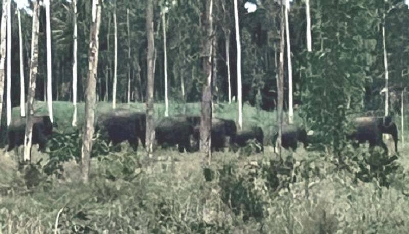 People Anxiety For Wild Elephants at Malavalli in Mandya grg