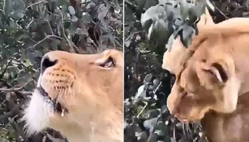 this lioness munches on leaves rlp