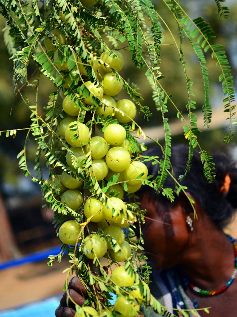 What is the significance of Amla tree in Hinduism