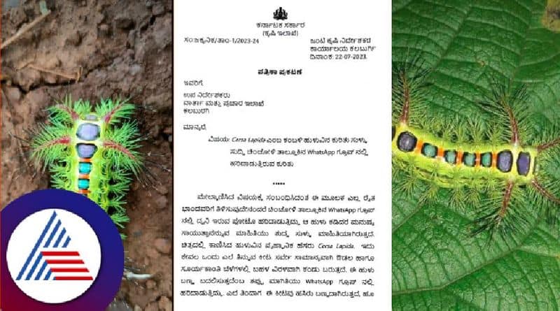 rumor that an insect bite will kill you has gone viral in chincholi at kalaburagi rav