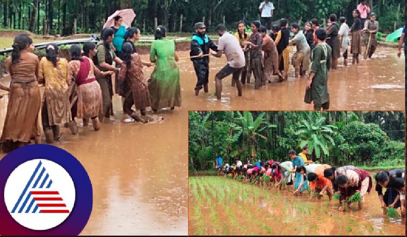 A lesson in paddy field farming women are the teachers at udupi district rav