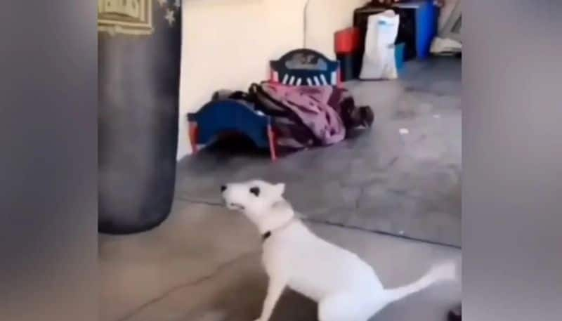 pet dog doing kickboxing with its owner hyp