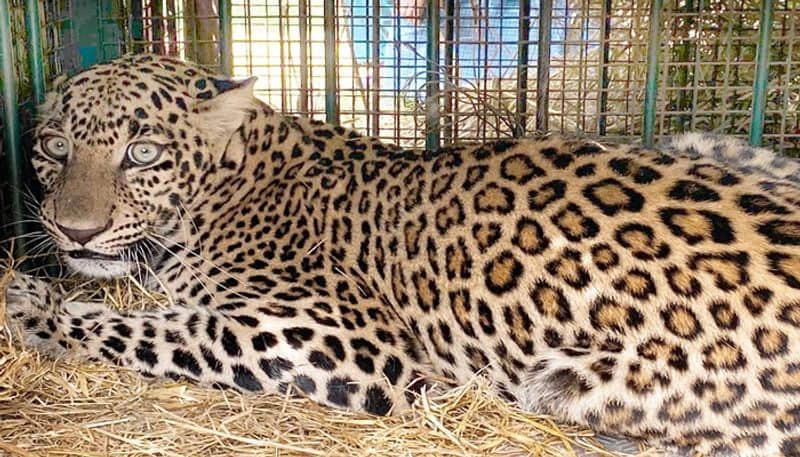 Leopard Fell to the Cage in Shivamogga grg 