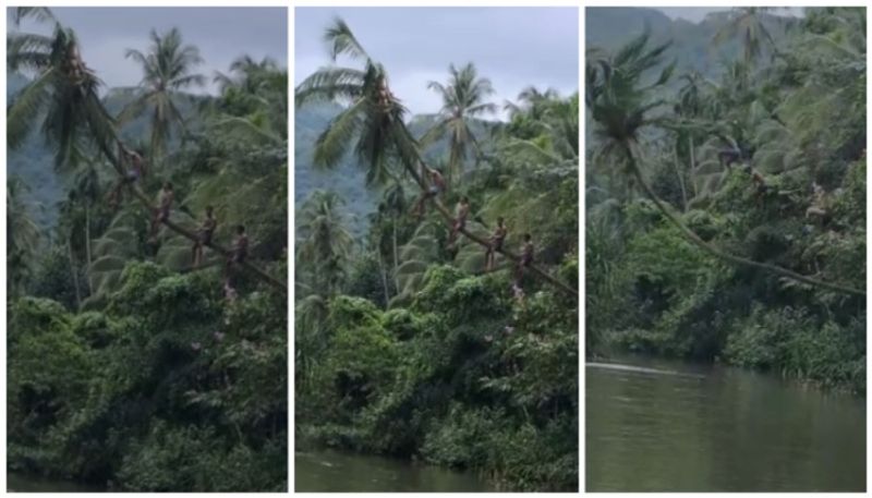 coconut tree leaning towards the river and tried to jump 4 youths injured sts