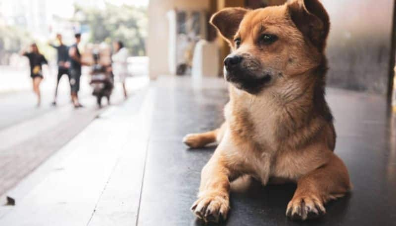 stray dog saves infant from garbage hyp