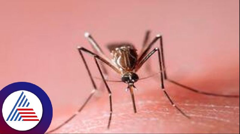 More Than 160 Dengue Fever Cases in Shivamogga grg