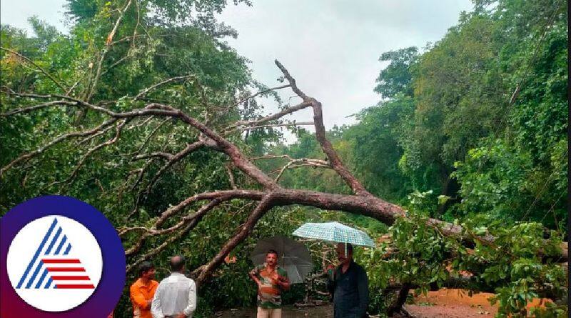 Heavy rain uprooted huge tree on road half hour traffic  disrupted in mundaje rav