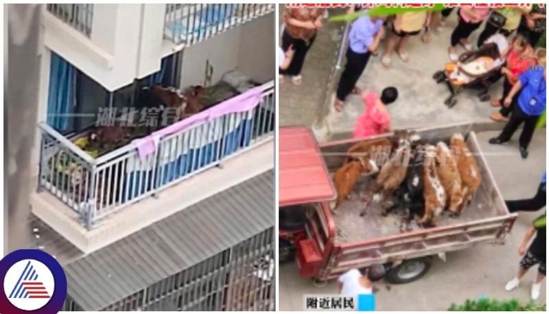 China rural man seven cows farming in apartment fifth floor balcony sat