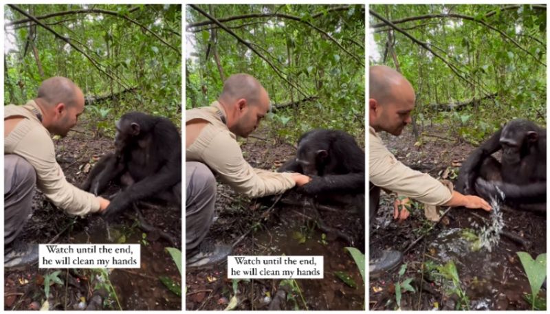 Touching moment! Viral video captures chimpanzee washing photographer's hands after drinking water anr