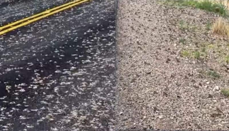 thousands of toads crossing highway watch the video hyp