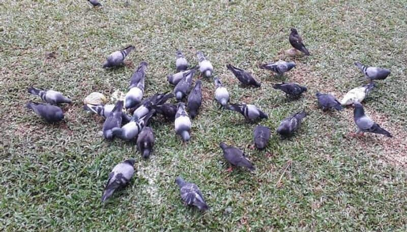 Singapore Man Fined For Feeding Pigeons even after getting warned many times