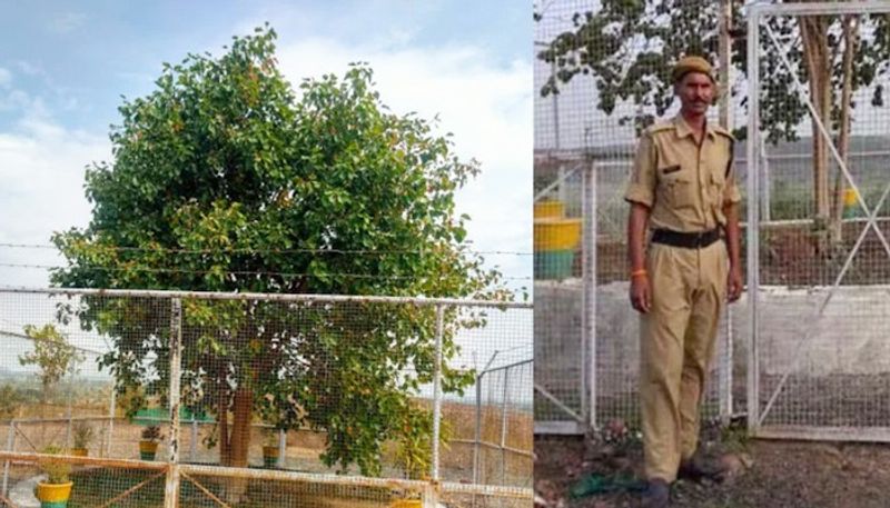 Rs 12 lakh to maintain India's first 'VVIP tree': Fascinating story of ...