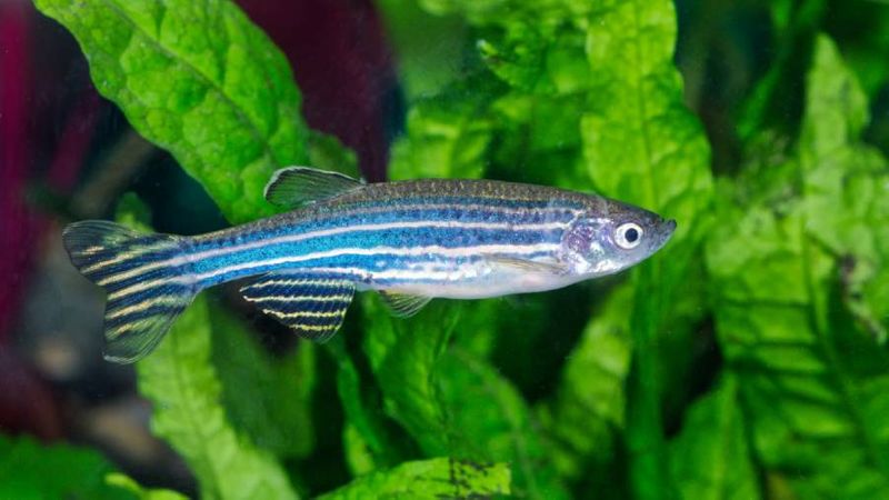 China sending zebrafish into space.. Do you know why?