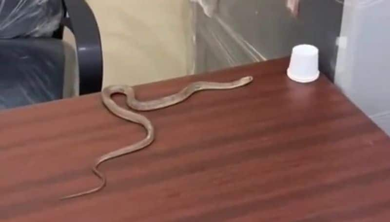 Protest with snake in alwal GHMC office, hyderabad - bsb