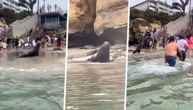 WATCH Charging sea lions startle beachgoers at San Diego's La Jolla Cove; video goes viral snt