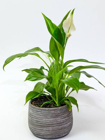 1. Spathiphyllum (Peace Lily):