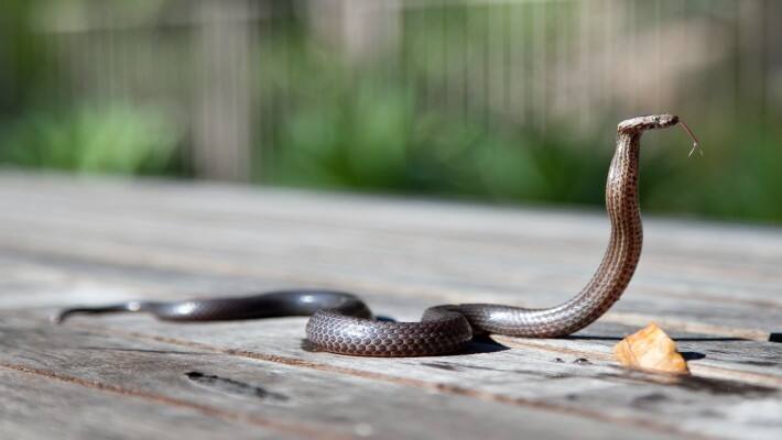 snake 2