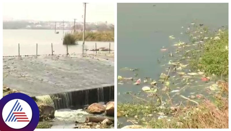 Mallapur Lake is poisonous for the people of Chitradurga gow