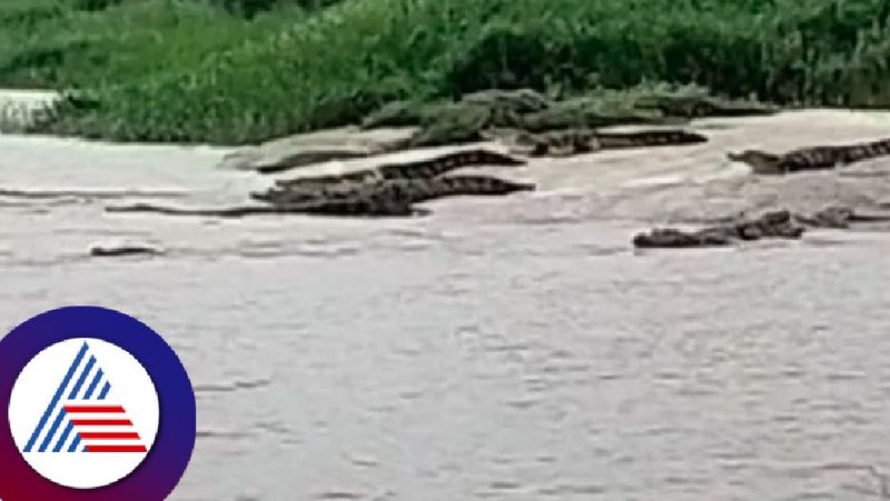 Crocodiles in the Krishna river vlllagers are worried raichur rav