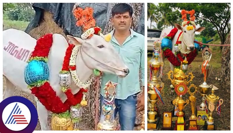 Tamil Nadu farmer buys Karnataka mandya bull  for record price gow