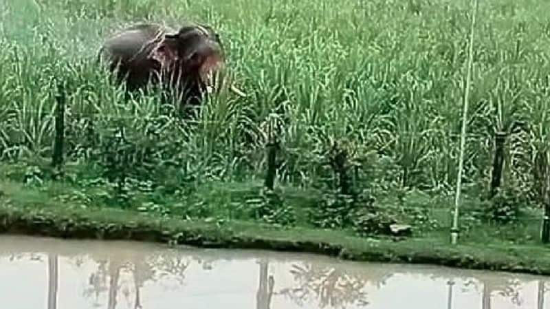 wild elephant in Bhagwati village crop damage at uttara kannada rav