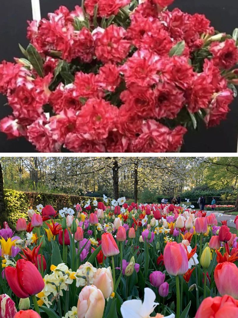 Desert Rose to Tulips: 7 flowers that grow in the Middle East | Asianet ...