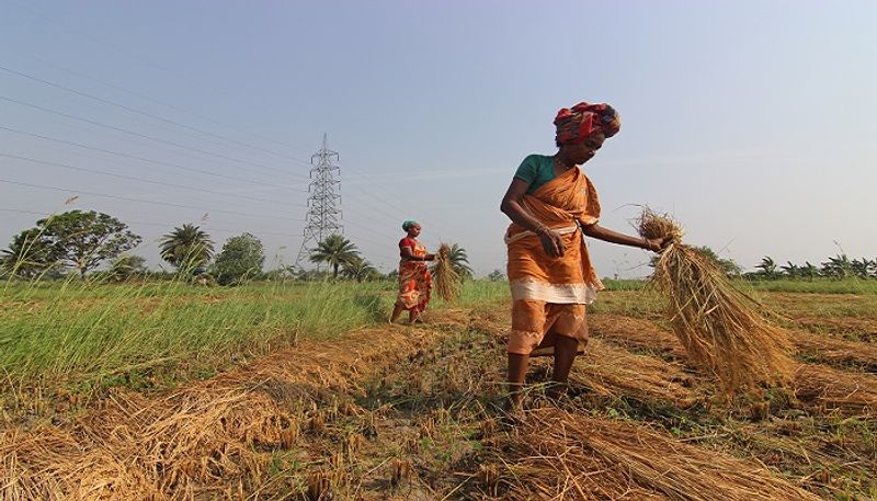 Urea Gold unveiled: How this fertilizer empowers farmers in poll-bound Rajasthan AJR