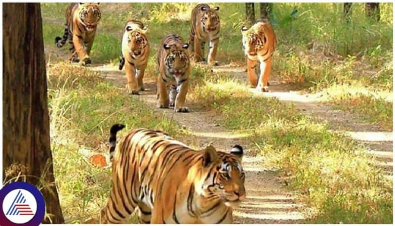 Tiger census report released on july 29 nbn