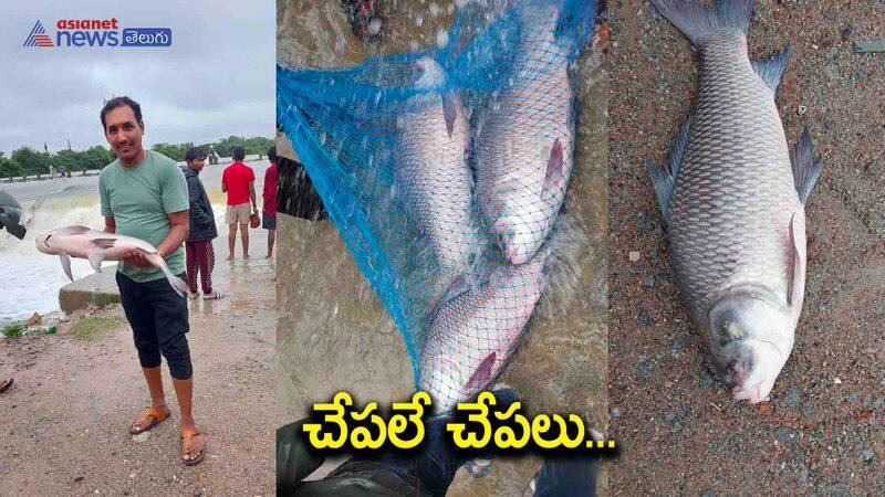 Huge fishes in Medchal Pedda Cheruvu AKP 