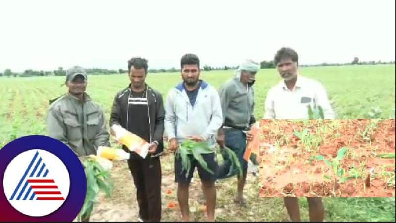 Chitradurga rains maize crop destroyed by due to continue rainfall rav