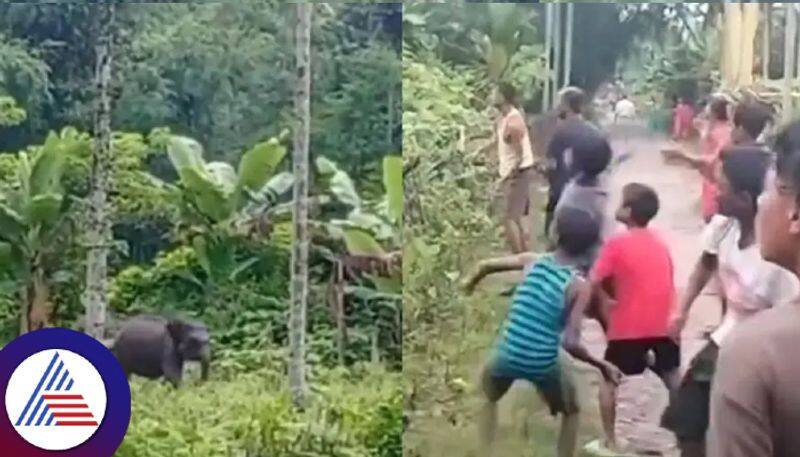 Villagers pelt stones at elephant calf separated from mother; watch Vin