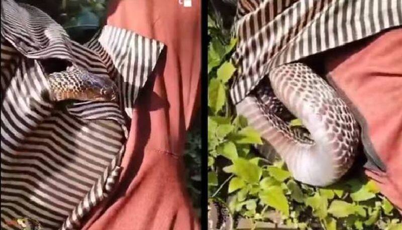 Cobra slithered into man's shirt Terrifying Video viral - bsb