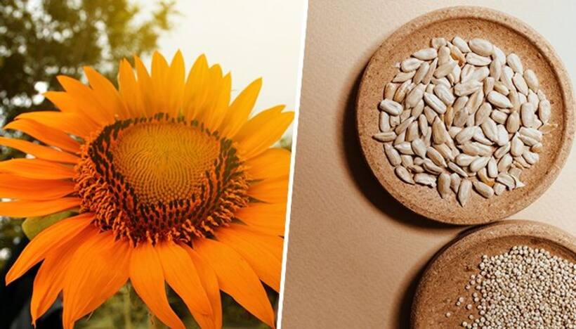 Bone health to Weight management: 5 magical benefits of Sunflower seeds