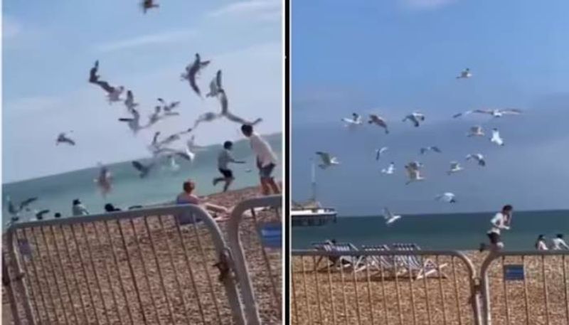 Seagulls chases a man for chips rlp