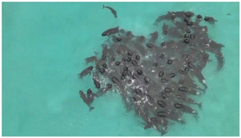 Whales Huddle To Form Heart Shape Before Mass Stranding bkg 