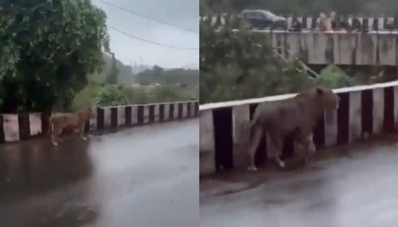 lion walking over busy road in gujarat hyp