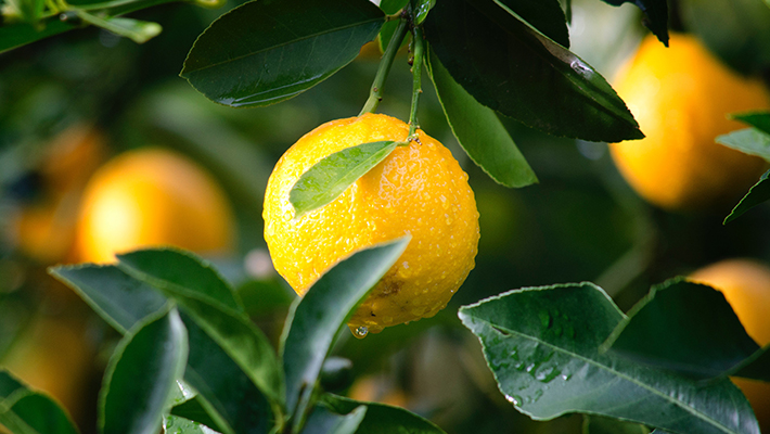 temple lemon auctioned for RS 35000 in TN prm