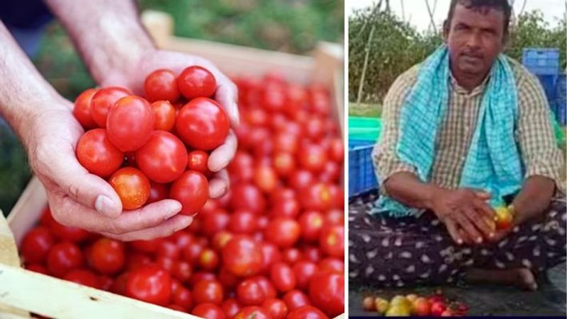 Andhra Pradesh Farmer Earns Rs 3 Crore In 1 Month Selling Tomatoes: social media viral