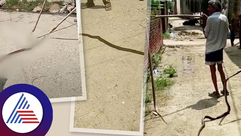 Snake Video Snake Pair Killed By Peoples In Bijnor Uttar Pradesh roo