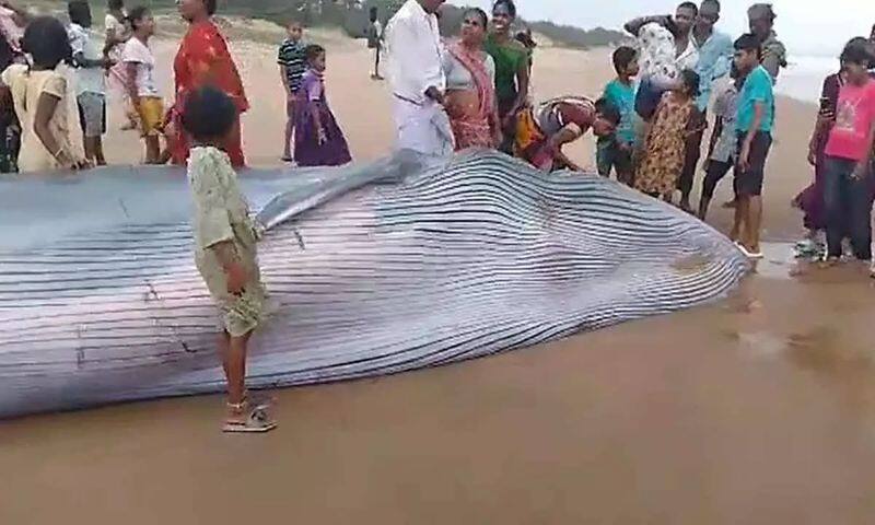 A rare dead blue whale has washed away ashore on Meghavaram beach