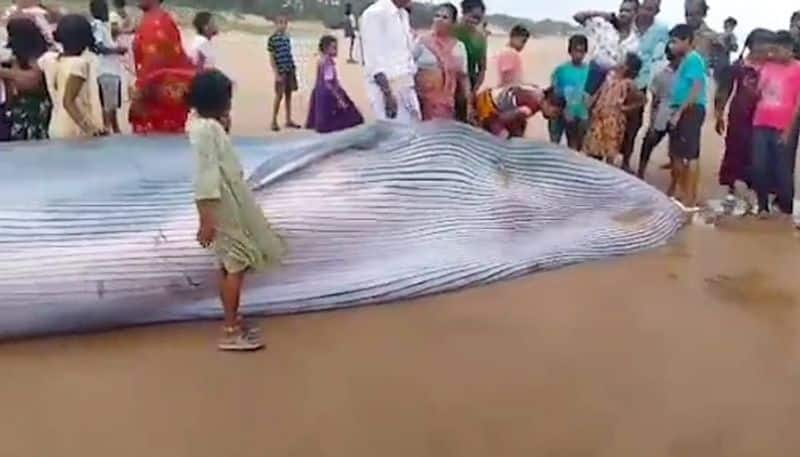 Massive blue whale found stranded on Andhra Pradesh beach WATCH AJR