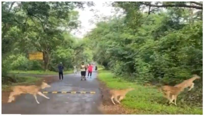 video of the deer running in front of the visitors has gone viral bkg