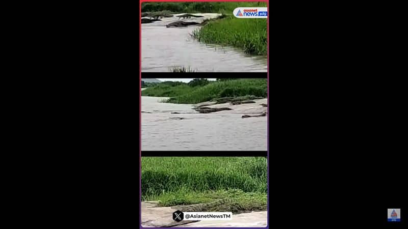 Crowds of crocodiles rushed into the river in karnataka video goes viral