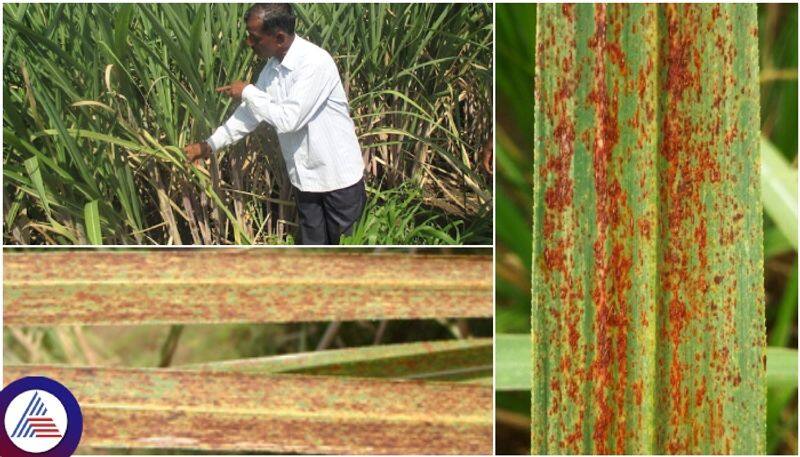 Sugarcane crop affected by rust disease Agriculture Department advised farmers on crop protection sat