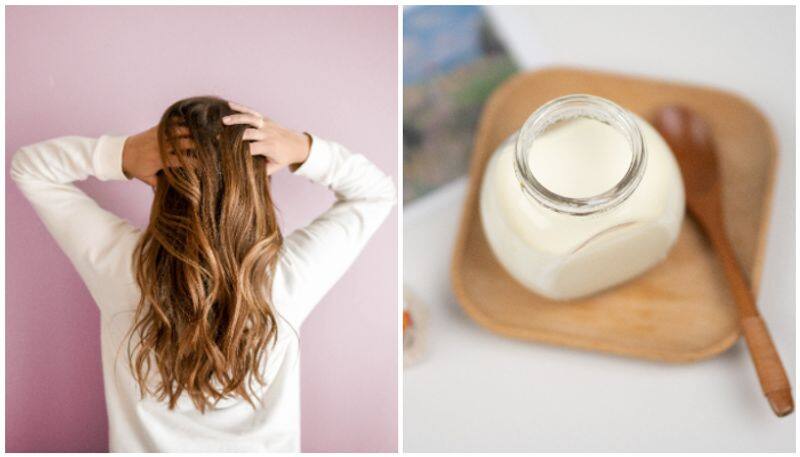 benefits of curd for hair and how to use it in tamil mks