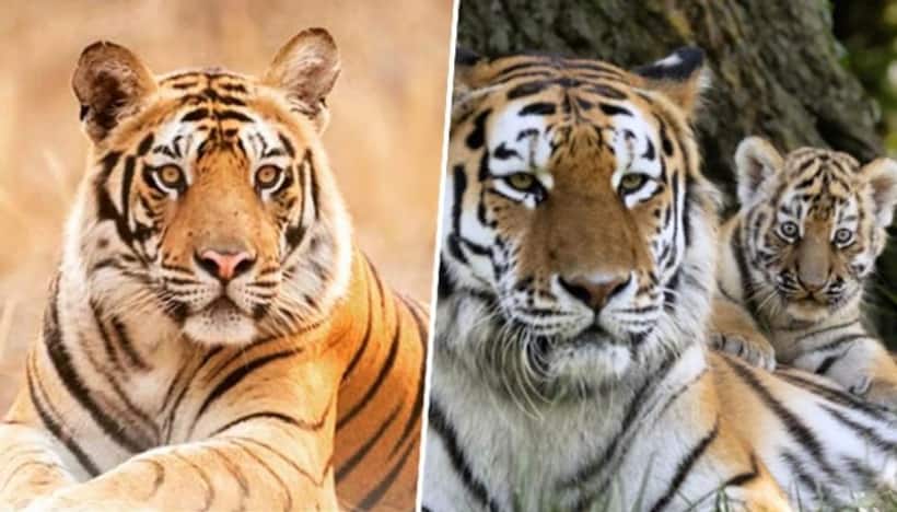 International Tiger Day 2023: Tiger reserves beyond India