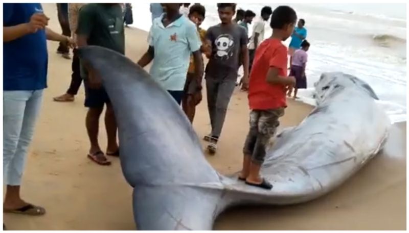 Video of 25 feet long blue whale washed up on Meghavaram beach bkg 