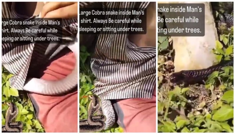 video of the snake inside the shirt can only be watched with horror bkg 